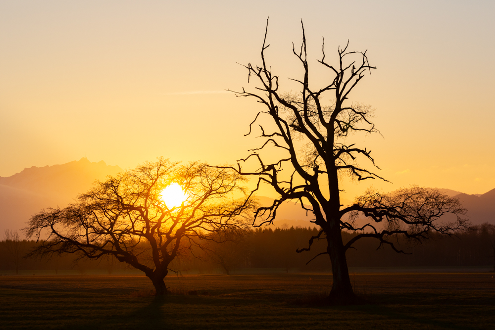 Lauteracherried im Jänner 99